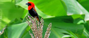 cheap Tanzania safari package vacation