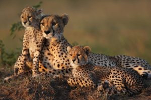 exclusive Tanzania safari tour operator
