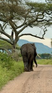 cheap Tanzania safari tour planning