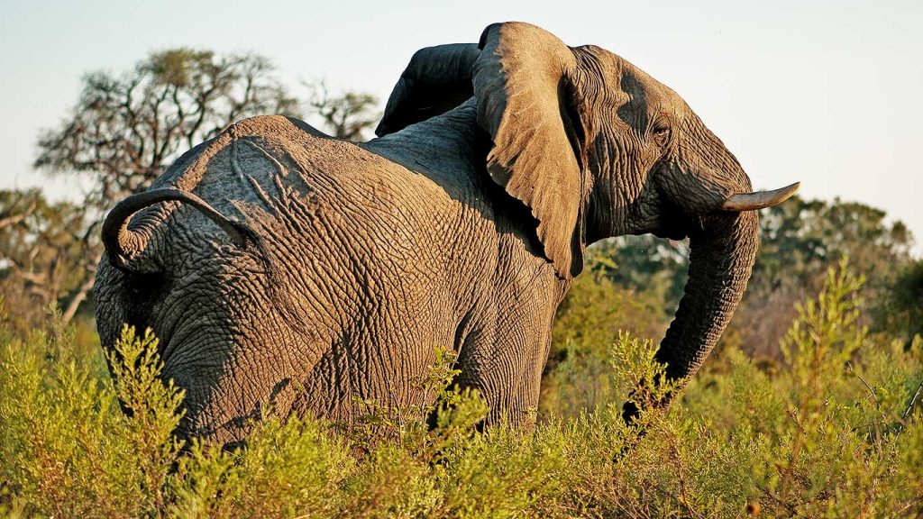 TarangireTreetops---Elephant