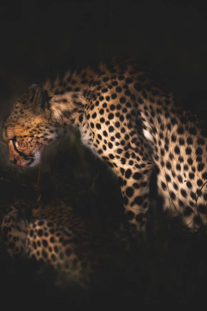 john-gerber-cheetah-the