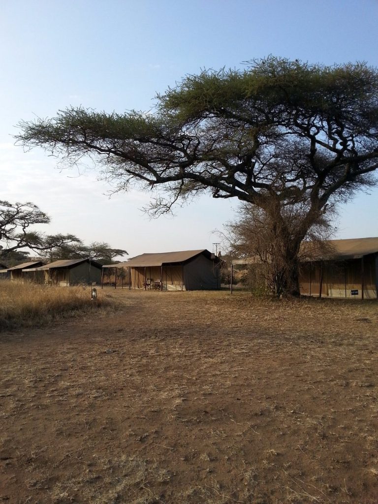 looking-towards-tented