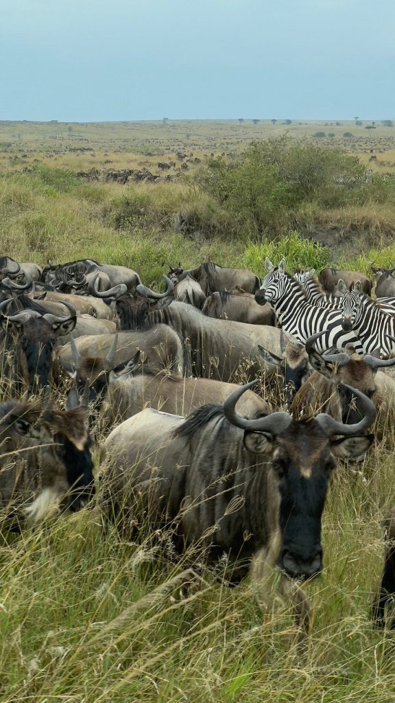 the-crossings-at-mara