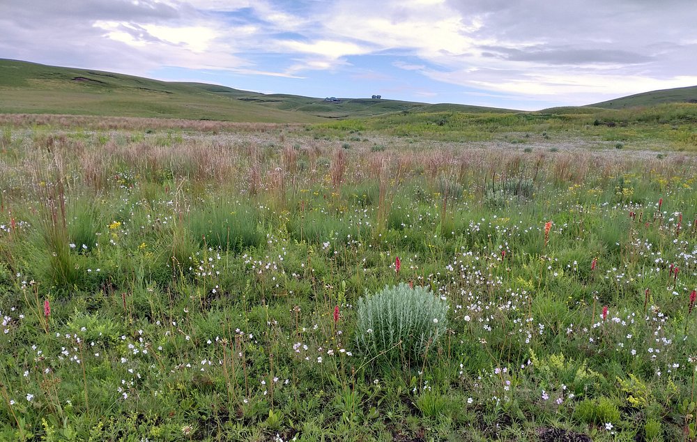kitulo-national-park (2)