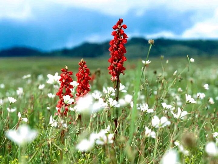 kitulo-national-park (6)