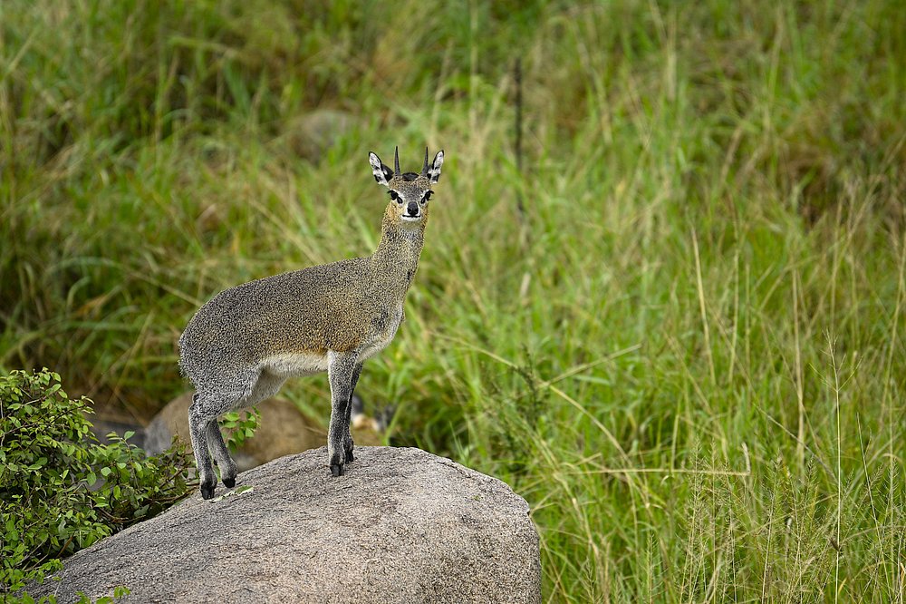 caption - 2025-10-18T094720.479