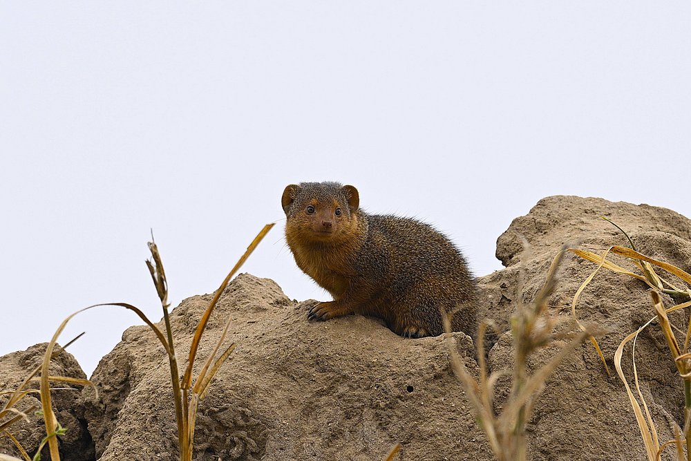 caption - 2025-10-18T094727.584