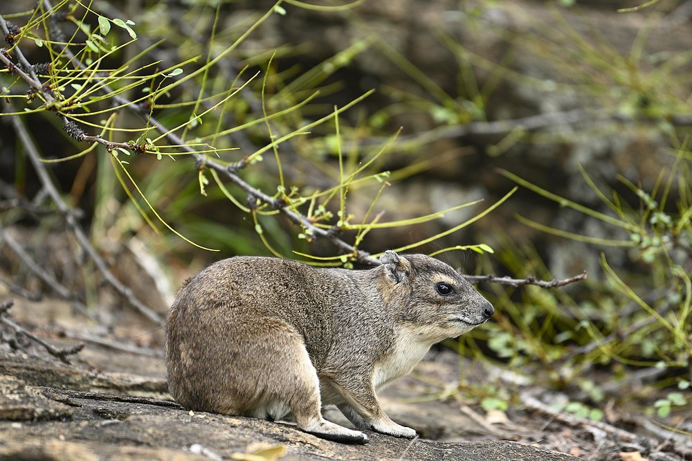 caption - 2025-10-18T094736.328