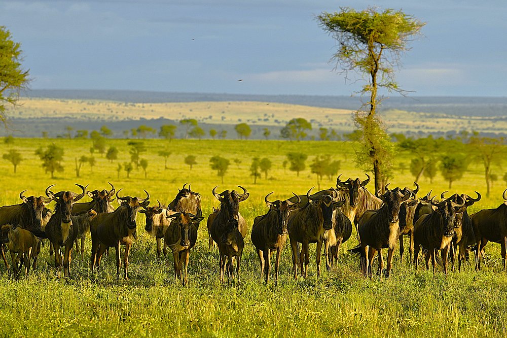 caption - 2025-10-18T094749.455