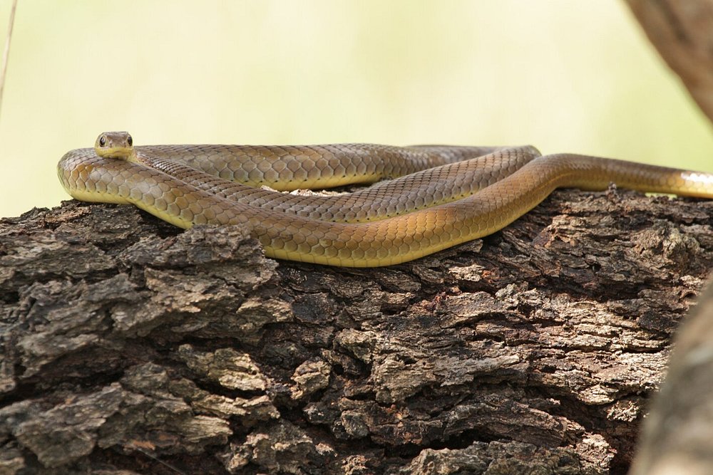 embarking-on-a-safari