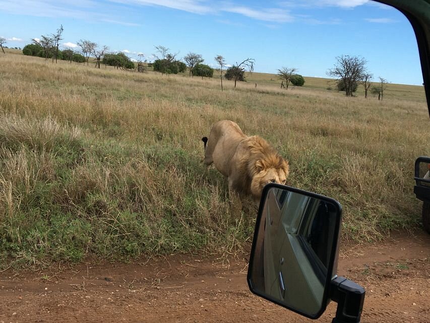 game-drive-tarangire