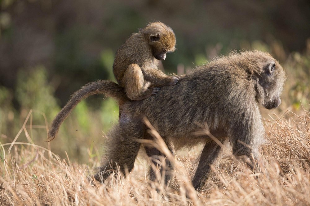 kilima-valley-serengeti (3)