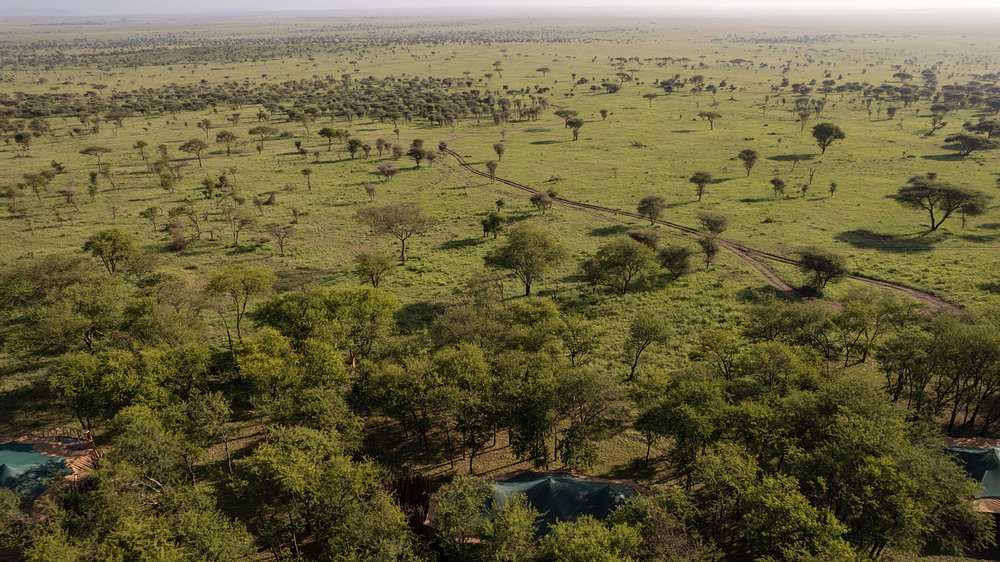 the-singing-grass (2)