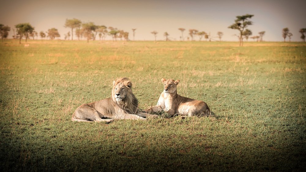 wildlife-near-camp (1)