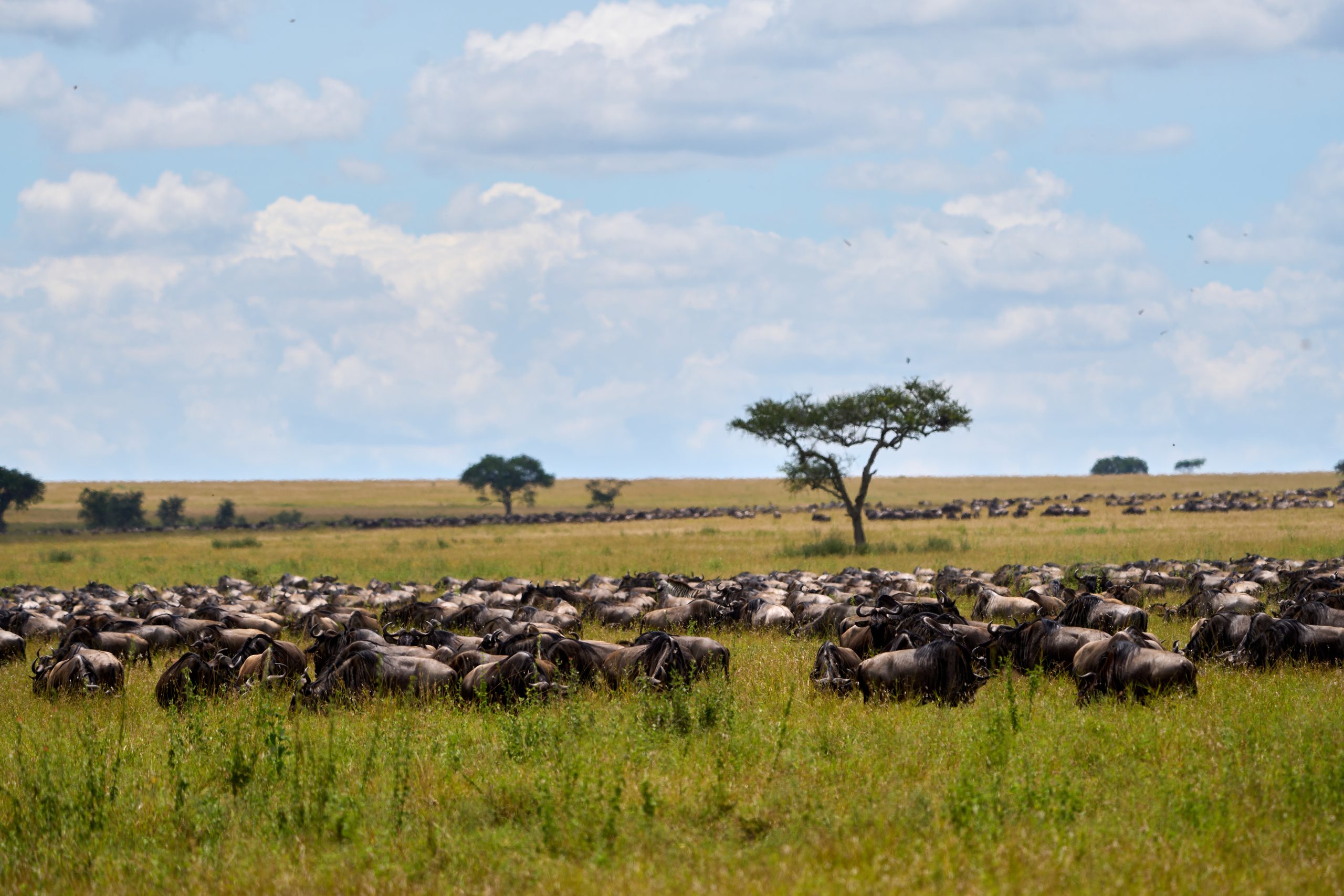 tanzania safari