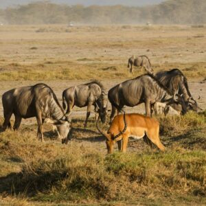 guided Nyerere National Park safari holiday
