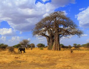 Tarangire travel guide)