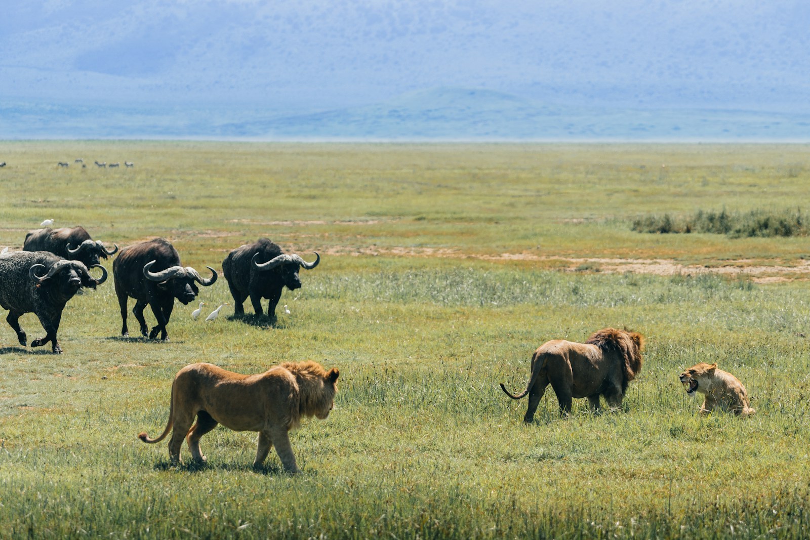 choose Tanzania safari operator