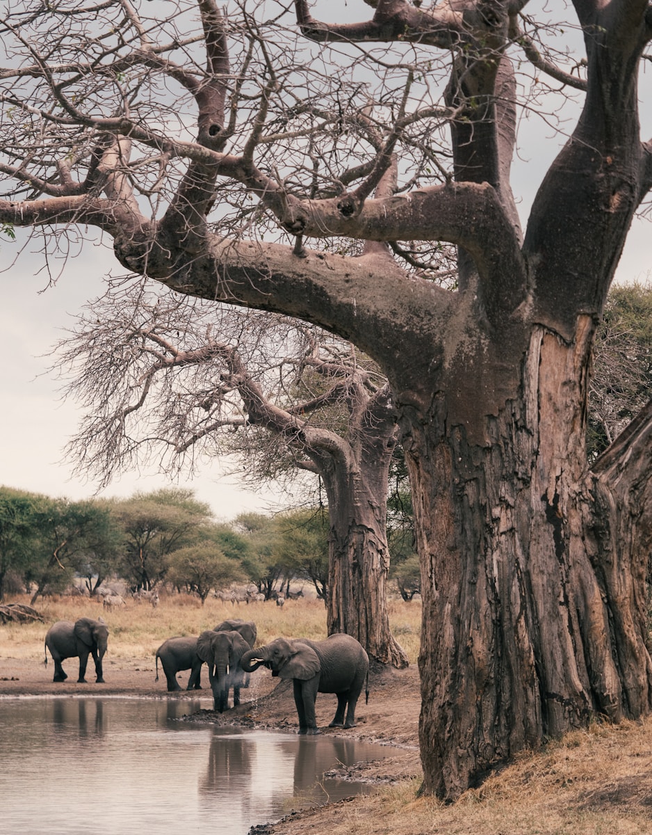 Tanzania national parks