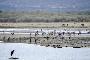 photography Lake Manyara safari planning