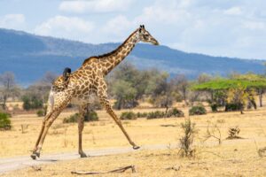 Nyerere National Park safari Southern Circuit adventure