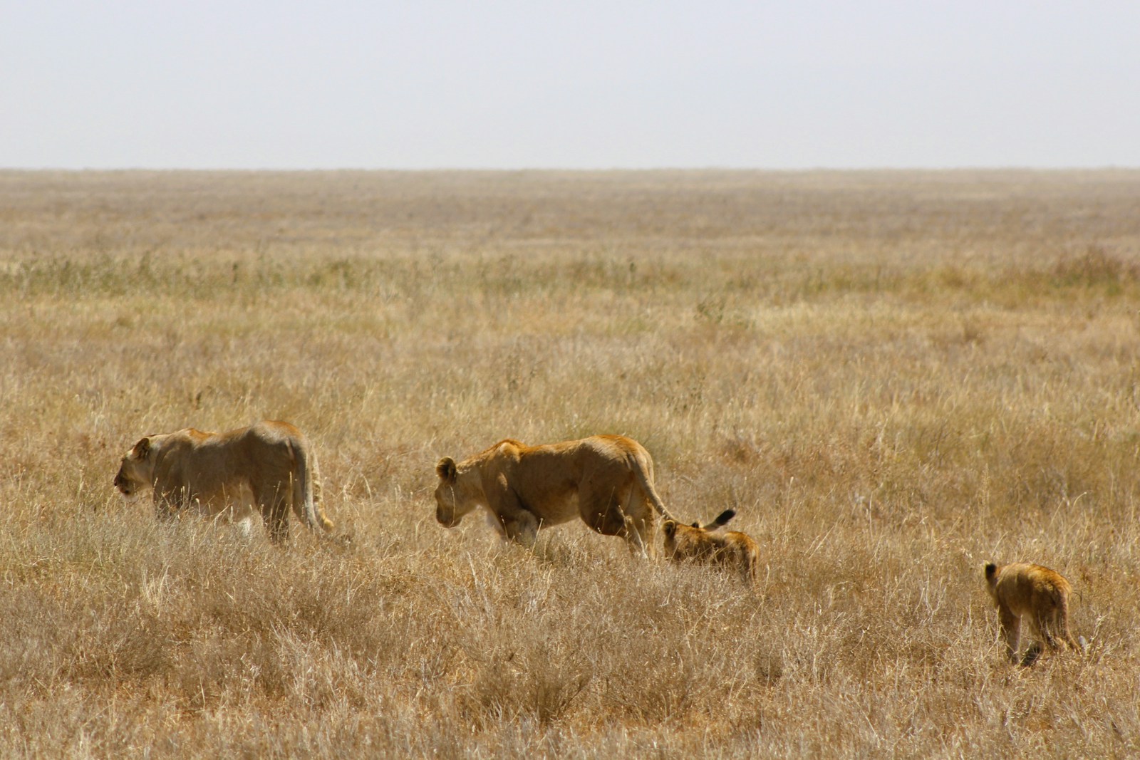 family Tanzania safari cost trip