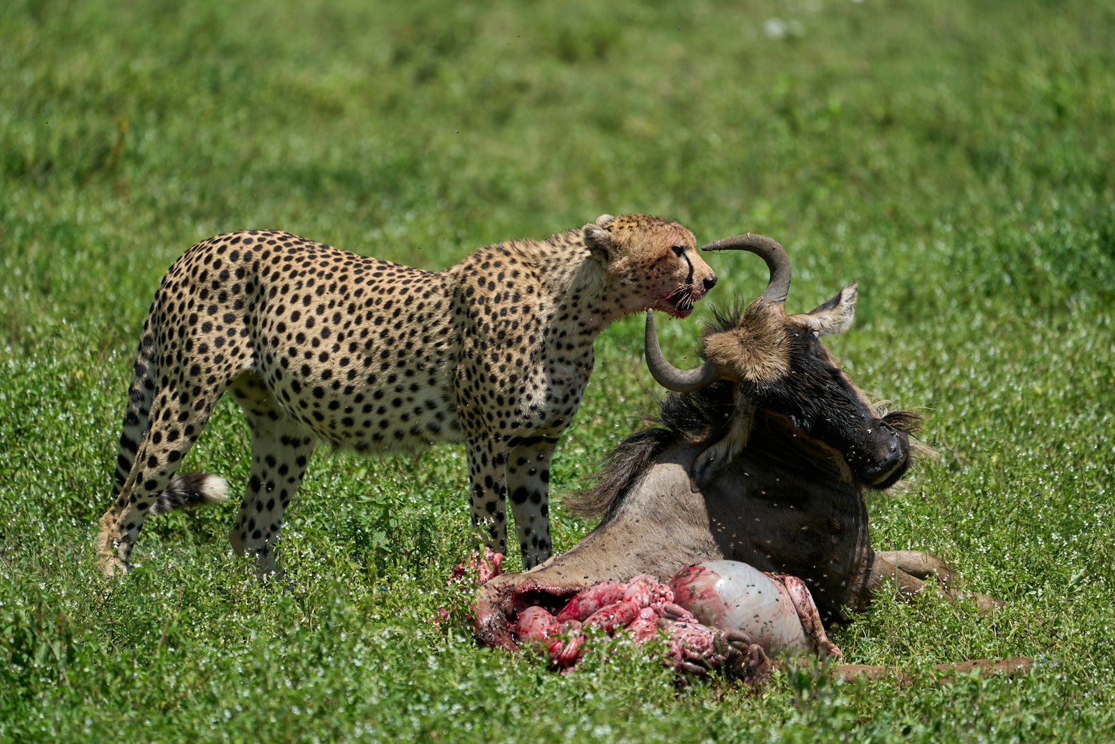 Tanzania safari package Ngorongoro itinerary