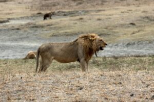 Ngorongoro Crater Safari Serengeti Price