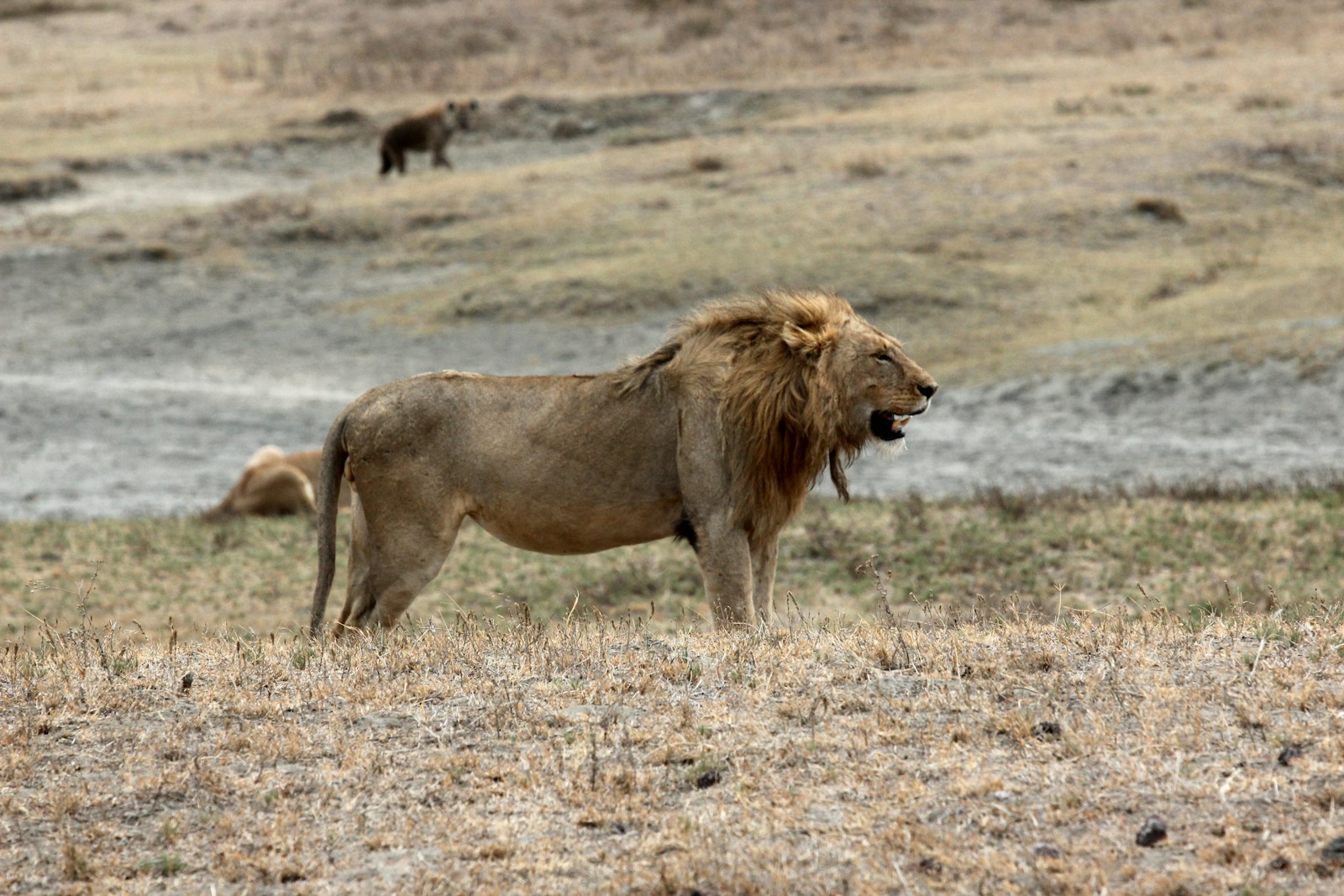 Ngorongoro Crater Safari Serengeti Price