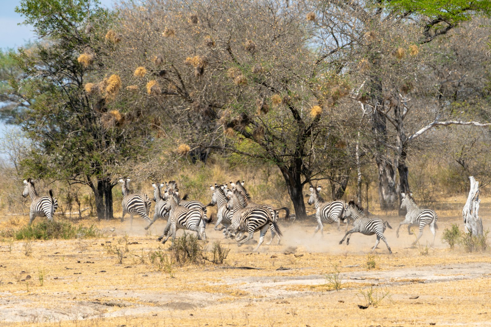 Group Nyerere National Park Safari Packages