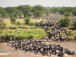cheap Tanzania safari tour adventure