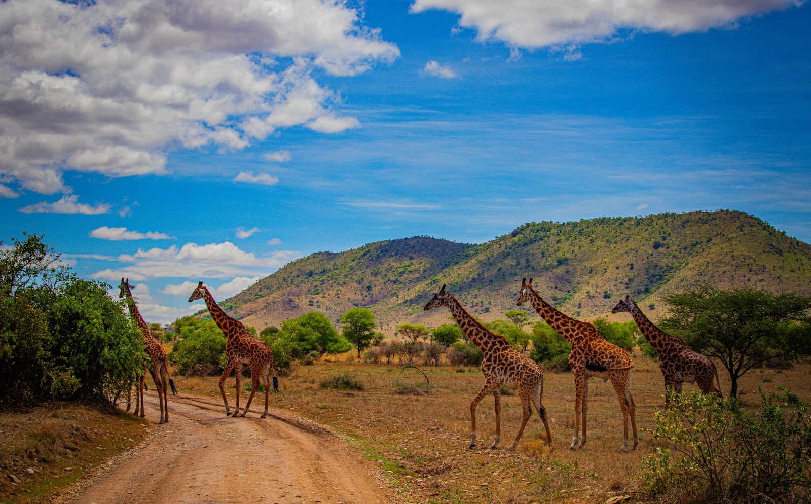 Private Tanzania safari itinerary experience