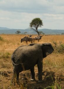 Premium Tanzania Safari Package