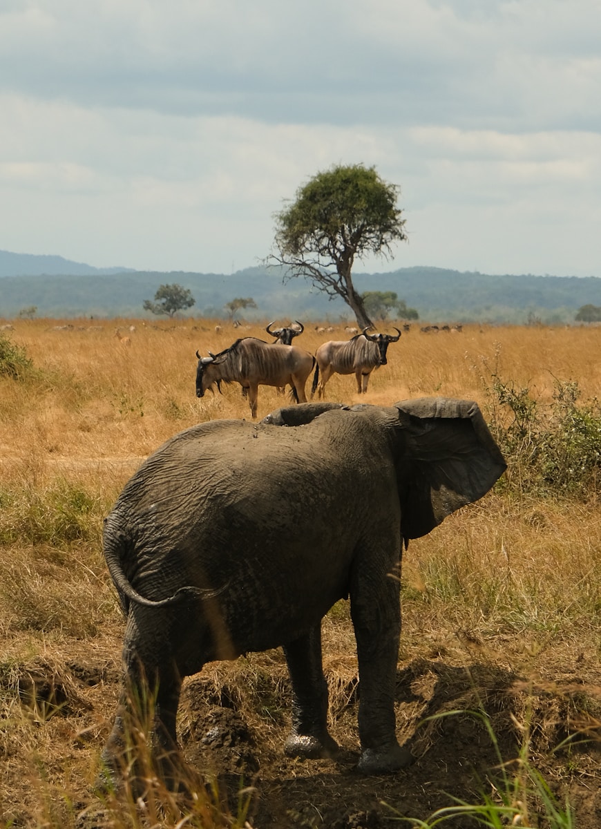Premium Tanzania Safari Package