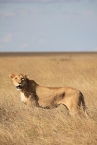 Tanzania safari itinerary Northern Circuit adventure