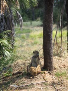 Nyerere National Park Safari Tarangire Holiday