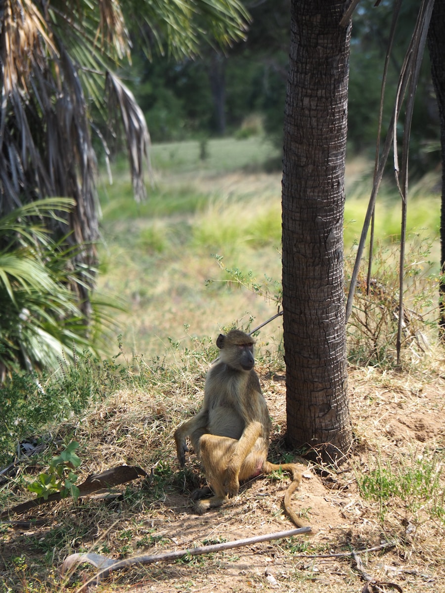 Nyerere National Park Safari Tarangire Holiday