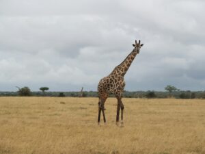 Nyerere National Park Safari Tarangire Deal
