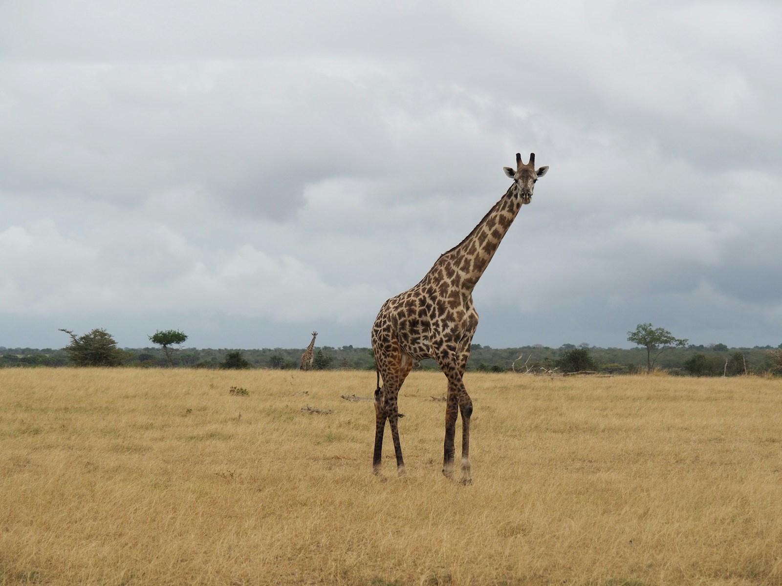 Nyerere National Park Safari Tarangire Deal