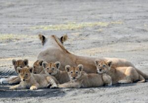 private Tanzania safari package trip