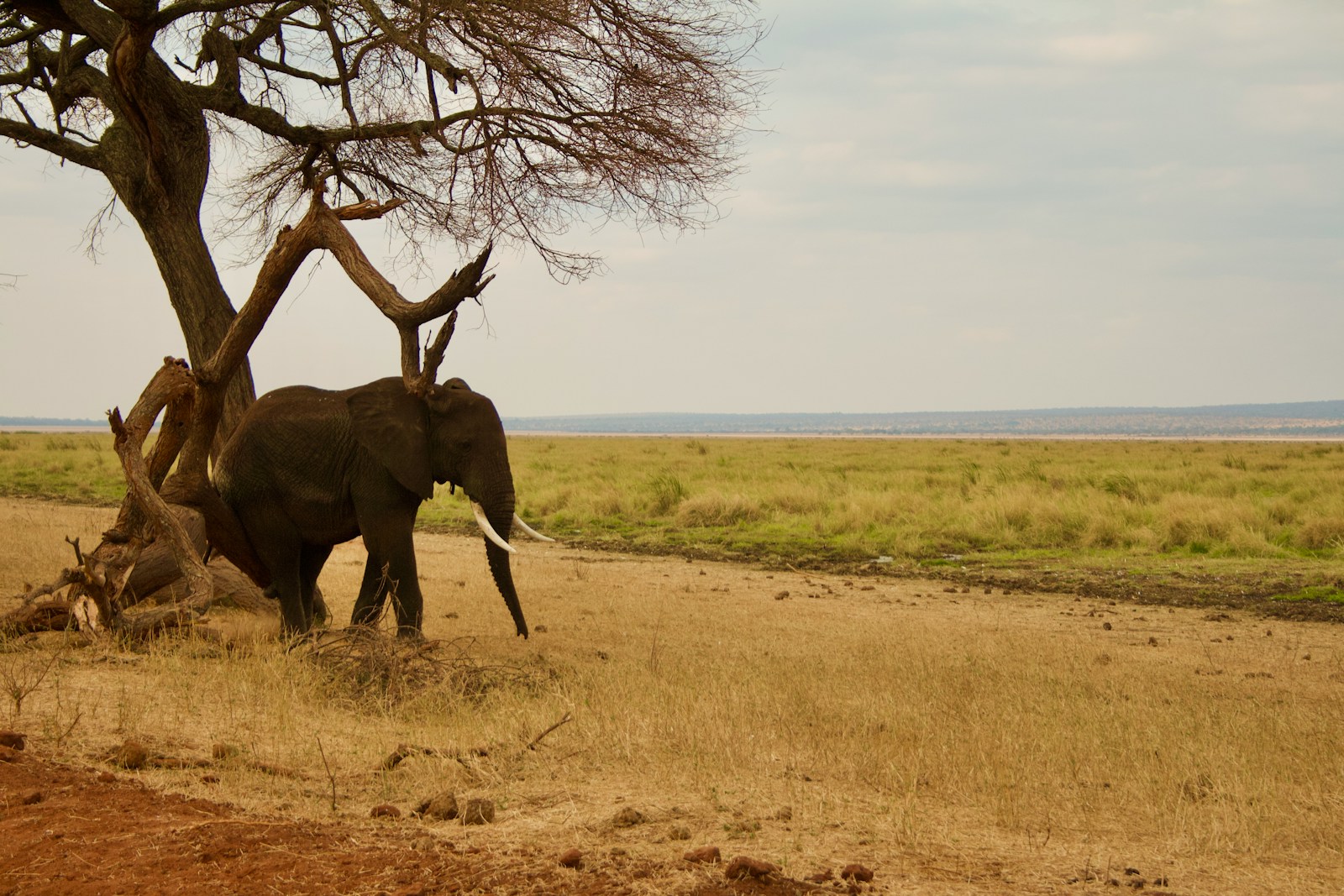 Top Tanzania Safari Package Itinerary