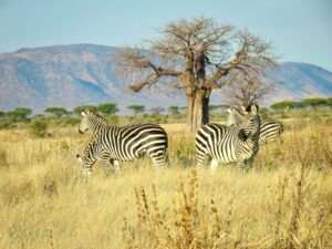 Tanzania safari itinerary Southern Circuit cost
