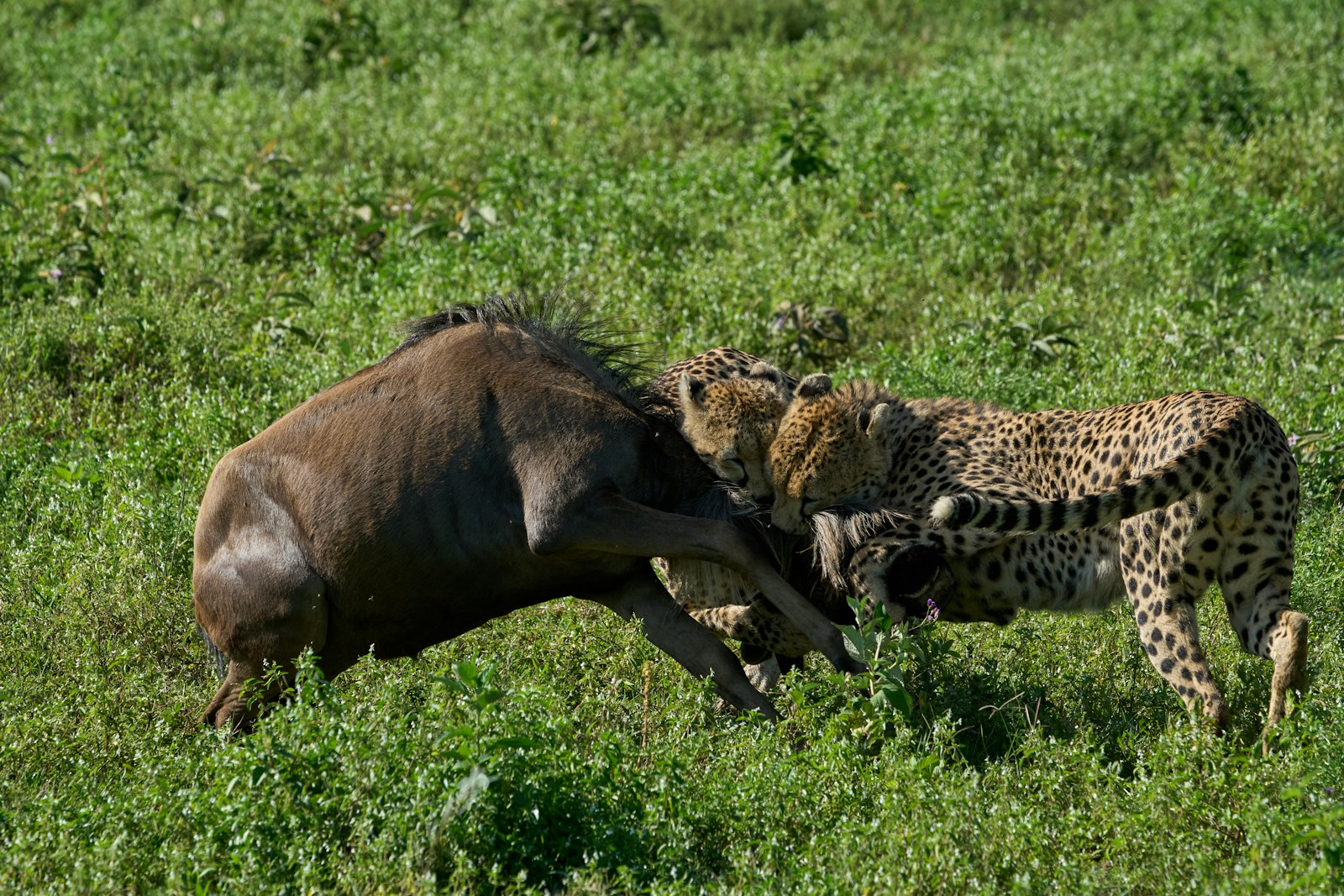 Serengeti safari Ngorongoro trip