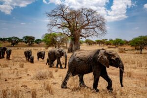 Group Tanzania Safari