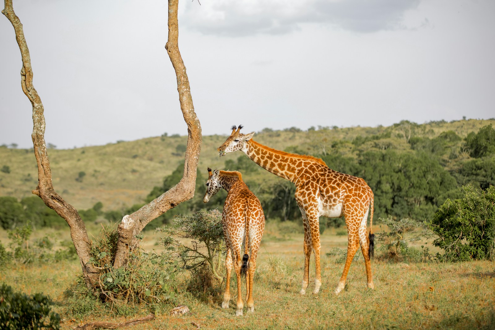 Tanzania safari tour Tanzania travel guide