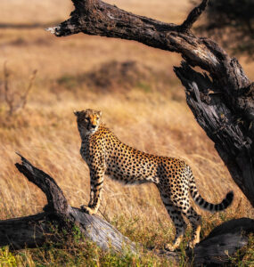 Tanzania safari Tarangire adventure