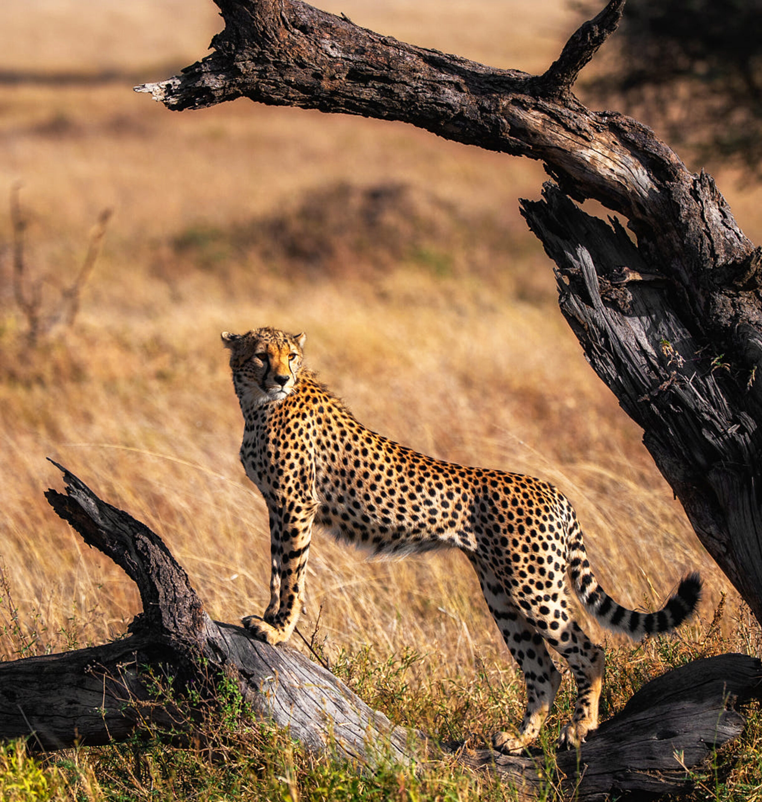 Tanzania safari Tarangire adventure