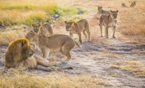 Guided Ruaha Safari Packages