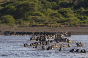 Tanzania Safari Cost Lake Manyara