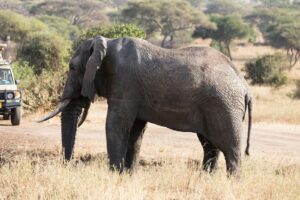 Premium Tanzania Safari